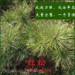 红松树苗苗木海松果松红松大量出售批发高度40厘米