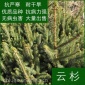 青扦云杉树苗苗木批发大龄出售云杉树苗50厘米高